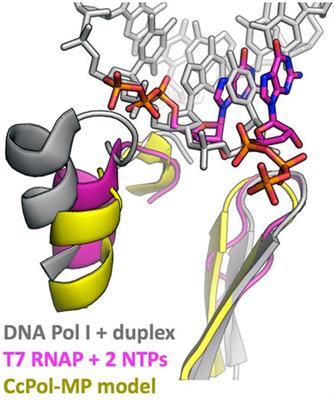 Mobile genetic element-encoded putative DNA primases composed of A-family polymerase—SSB pairs